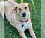 Small #1 Golden Labrador
