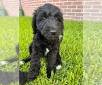 Small Photo #3 Goldendoodle Puppy For Sale in LULING, LA, USA