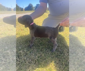 German Shorthaired Pointer Puppy for sale in LEOMA, TN, USA