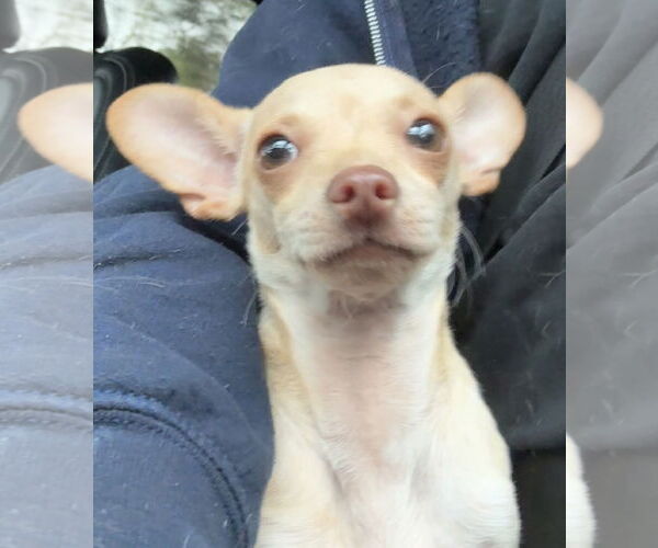 Medium Photo #3 Chihuahua Puppy For Sale in Tarrytown, GA, USA