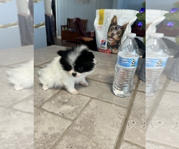 Medium Photo #10 Pomeranian Puppy For Sale in MOSS POINT, MS, USA