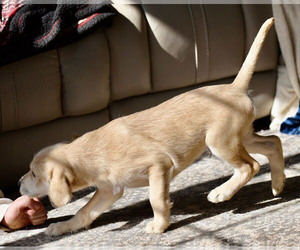 Medium Photo #3 Labrador Retriever-Unknown Mix Puppy For Sale in Mechanicsburg, PA, USA