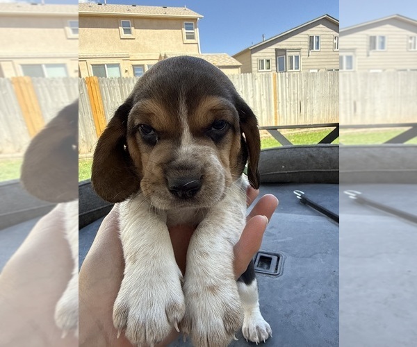 Medium Photo #1 Beagle Puppy For Sale in COLORADO SPRINGS, CO, USA