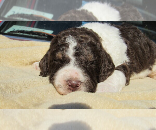 Medium Photo #1 Bernedoodle Puppy For Sale in BIG ROCK, IL, USA