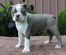 Boston Terrier Puppy for sale in DALLAS, TX, USA
