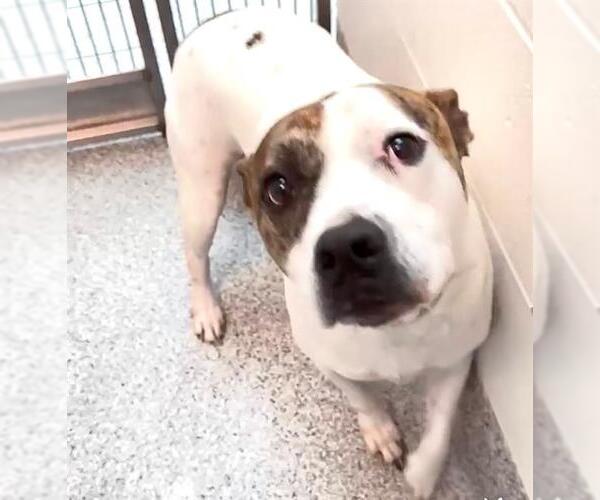 Medium Photo #2 Mutt Puppy For Sale in Houston, TX, USA