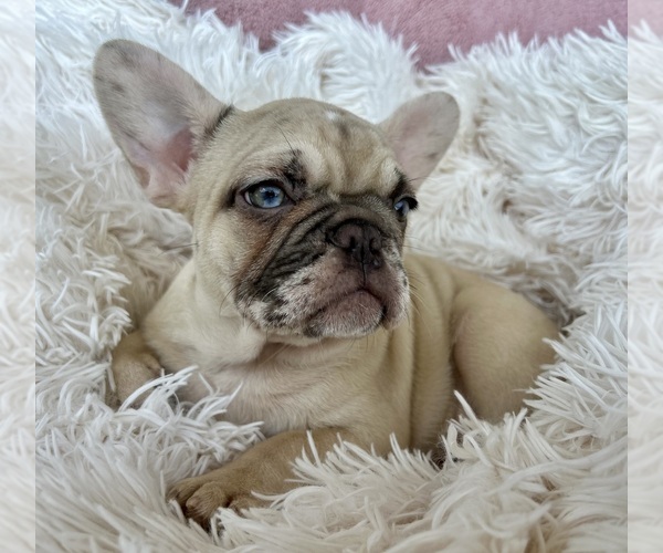 Medium Photo #2 French Bulldog Puppy For Sale in FORT LAUDERDALE, FL, USA