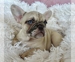 Small #1 French Bulldog