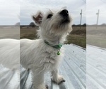 Small #30 West Highland White Terrier