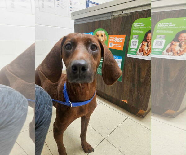 Medium Photo #6 Coonhound-Unknown Mix Puppy For Sale in Wakefield, RI, USA