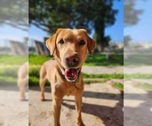 Father of the Labrador Retriever puppies born on 02/23/2025