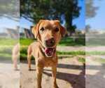 Small Photo #1 Labrador Retriever Puppy For Sale in PLANO, TX, USA