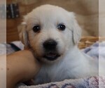 Puppy Gale English Cream Golden Retriever