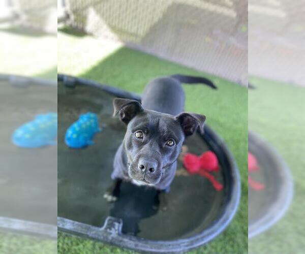 Medium Photo #2 Mutt Puppy For Sale in Chula Vista, CA, USA