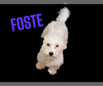 Small Poochon
