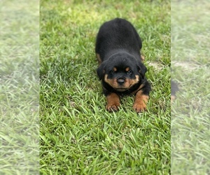 Rottweiler Puppy for sale in STARKVILLE, MS, USA