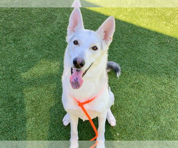 Medium Photo #1 Gerberian Shepsky Puppy For Sale in Orange, CA, USA