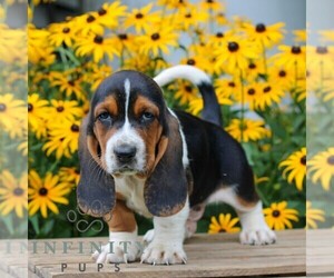 Basset Hound Puppy for sale in MANHEIM, PA, USA