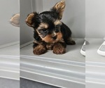 Small #1 Yorkshire Terrier