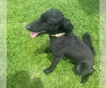 Small #3 Goldendoodle