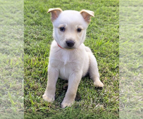 Medium Photo #3 Mutt Puppy For Sale in Corona, CA, USA