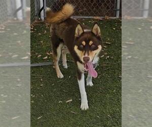 Siberian Husky Dogs for adoption in Downey, CA, USA