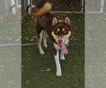 ASPEN - Male Siberian Husky Dog for Adoption - Small photo