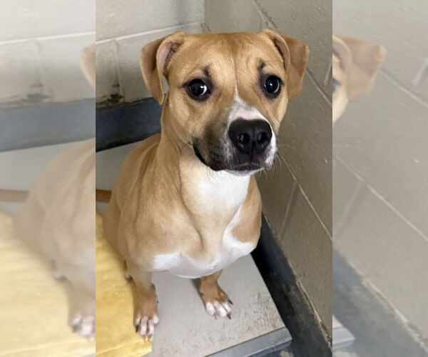 Medium Photo #1 Mutt Puppy For Sale in Glen Allen, VA, USA