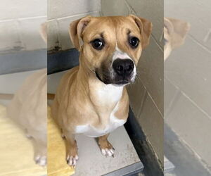 Mutt Dogs for adoption in Glen Allen, VA, USA