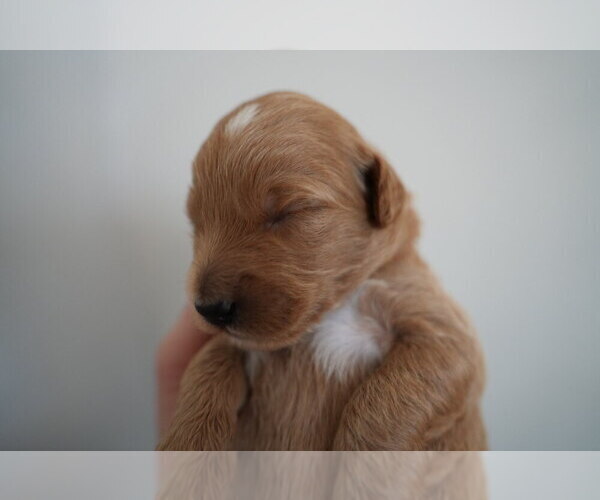 Medium Photo #21 Goldendoodle (Miniature) Puppy For Sale in DALLAS, OR, USA