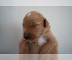 Small #1 Goldendoodle (Miniature)