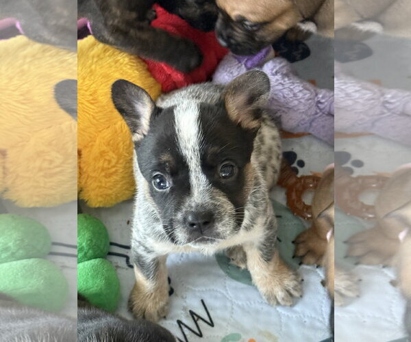 Medium Photo #2 French Bulldog-Unknown Mix Puppy For Sale in St. Louis Park, MN, USA