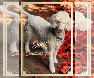 Mother of the Bernedoodle puppies born on 05/28/2025