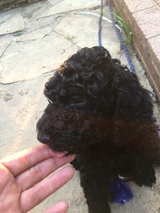 Poodle (Standard) Puppy for sale in MARTINSVILLE, VA, USA