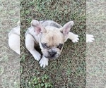 Puppy Hank the tank French Bulldog