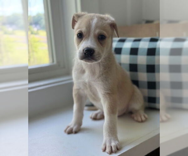 Medium Photo #8 Lab-Pointer Puppy For Sale in Brewster, NY, USA
