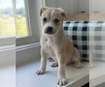 Small #7 Lab-Pointer