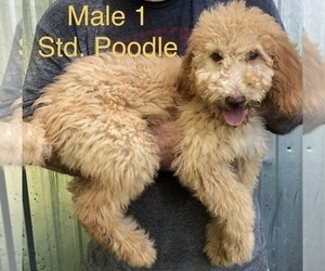 Poodle (Standard) Puppy for sale in CLINTON, MO, USA
