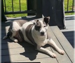 Small #6 American Pit Bull Terrier Mix