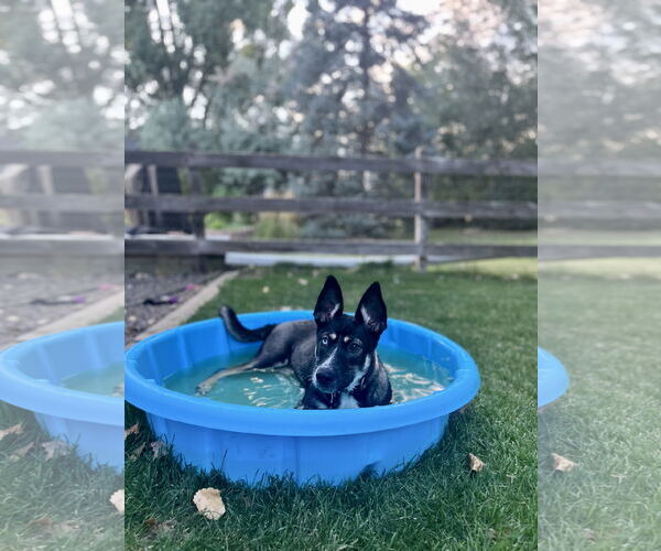 Medium Photo #2 German Shorthaired Pointer-Siberian Husky Mix Puppy For Sale in Fort Collins, CO, USA