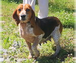 Small #11 Beagle