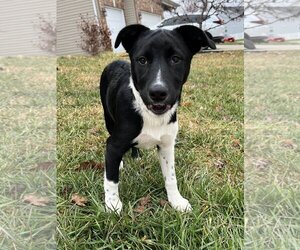 Borador Dogs for adoption in LAKE ST LOUIS, MO, USA