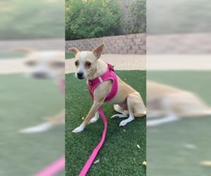Chihuahua-Unknown Mix Dogs for adoption in Tempe , AZ, USA