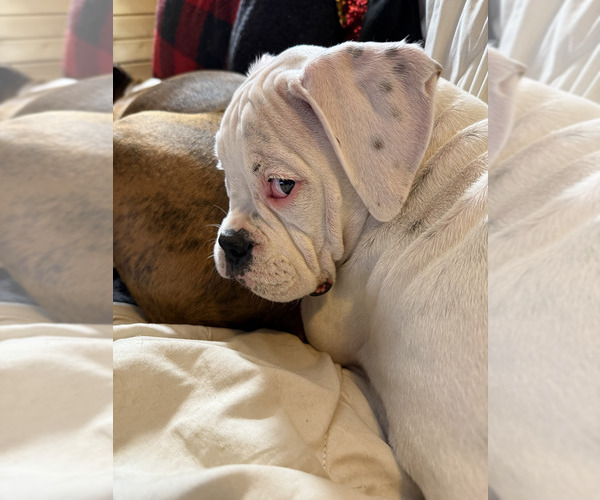 Medium Photo #9 Boxer Puppy For Sale in STRUM, WI, USA