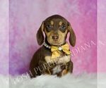 Small #2 Dachshund