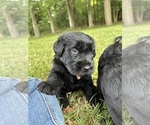 Puppy Raven Schnauzer (Giant)