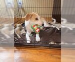 Small Photo #7 Beagle-Unknown Mix Puppy For Sale in Fort Worth, TX, USA