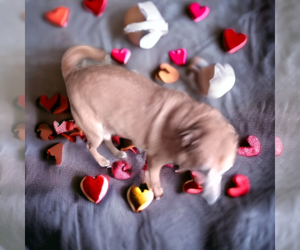 Medium Photo #7 German Pinscher-Thai Ridgeback Mix Puppy For Sale in Orange Grove, TX, USA