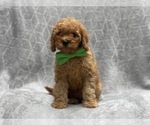 Small #5 Cavapoo