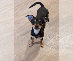 Miniature Pinscher-Unknown Mix Dogs for adoption in Oakhurst, NJ, USA